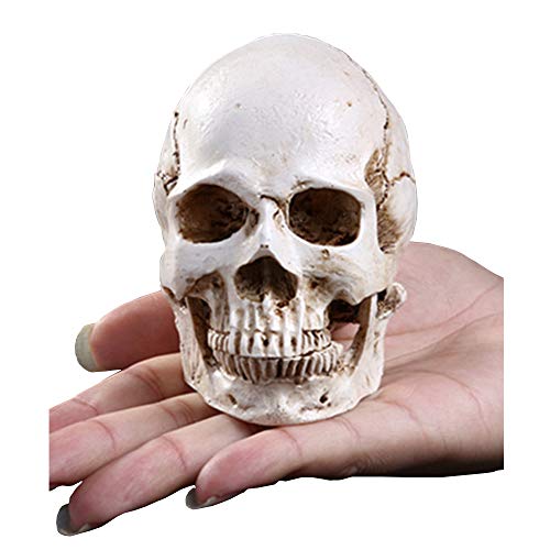 HSOMiD Human Adult Skull Anatomical Model Head Bone for Education,Decoration,Drawing (3.7 Inch)