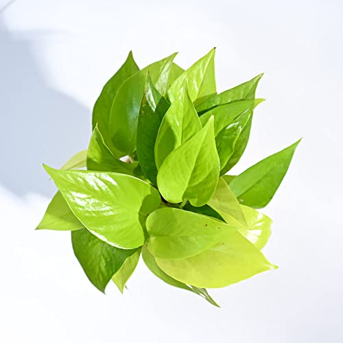 Image of UGAOO Combo of 2 Indoor Live Plants for Home Decor with Grow Pot - Money Plant Golden, Jade Plant