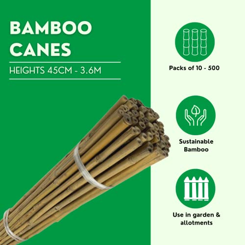 Bamboo Canes For Gardens/Plant Support | Multiple Lengths & Pack Sizes: 3ft to 12ft | Supplied by Suregreen (50, 1.2m / 14-16mm)