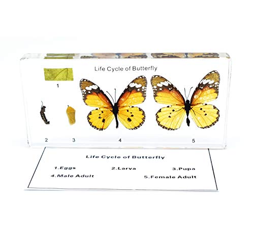 Image of Lifecycle of a Butterfly in Resin Block Paperweight Paperweights Science Classroom Specimens for Science Education