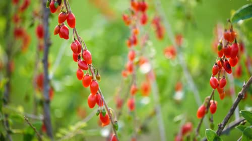 3 Red Goji Berry Plants Live For Planting 4 To 6 Inc #TOP3