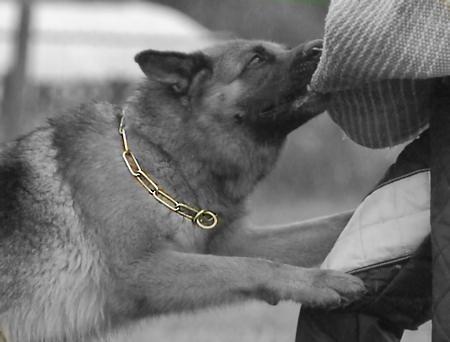 german shepherd neck chain
