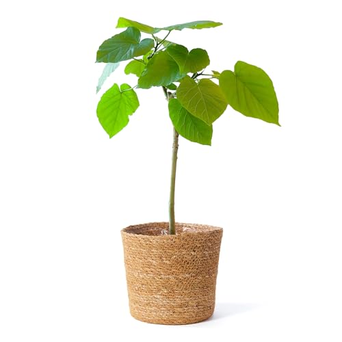 bloomee(u[~[) Ex[^ ϗtA (5 W[gJo[ Jo[ t) { ^ p  (^Abv C )  CeA 傫 (Mtg v[g j) S҂łĂ₷