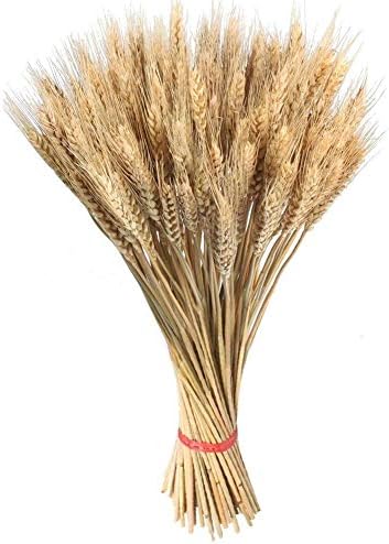 PROKTH Dry Grass Bouquet Decoration with 100 Stems, Natural Wheat Bundle Bunches Decor for Wedding Home Party DIY Kitchen Table