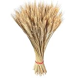 Getrocknete Ährchen aus Weizen und organischem getrocknetem Hafer eignen sich perfekt für Corsagen, Boutonniere, Kopfbedeckungen oder geben Sie sie einfach in ein Gefäß, damit Ihre Küche einen natürlichen Touch und Geruch erhält.