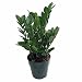 Hirt's Gardens Rare ZZ Zamioculcas zamiifolia-Easy to Grow House Plant