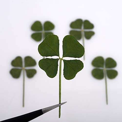 5 Pcs Natural Genuine Large Real 4 Four Leaf Clover Irish Shamrock St. Patrick's Day Lucky Charm Dried Pressed Flower Stuff Diy Handmade Art Crafts Resin Jewelry Materials #TOP1