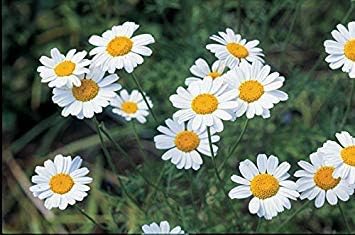 Amazon Co Jp 500種chryanthemumのcinerariaefoliumシード 除虫菊の種子 Diy 工具 ガーデン Amazon Co Jp 500種chryanthemumのcinerariaefoliumシード 除虫菊の種子 Diy 工具 ガーデン