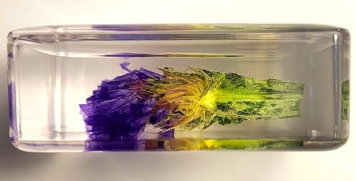 Image of 38mm Real Purple Lavender Flower in Crystal Clear Lucite Resin Specimen Botanist Herb Herbarium Lavandula Collection for Botany Science Education & Desk Ornament Display Small Paperweight