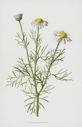 Lienzo decorativo para pared sin olor Mayweed para un dormitorio relajante de 60x90cm