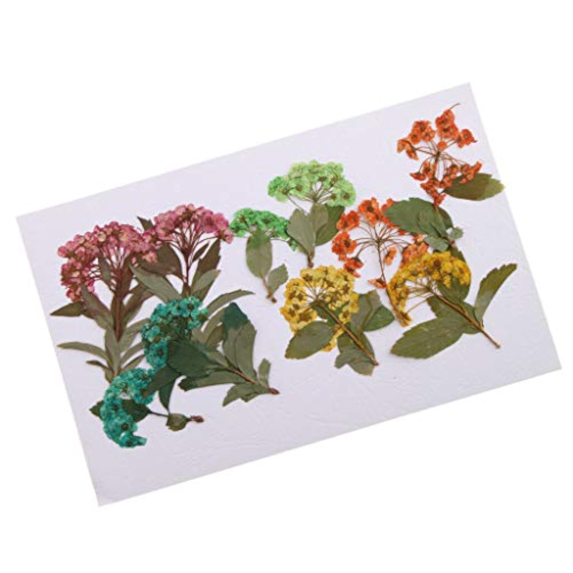 10pcs Real Pressed Dried Flowers Daffodil Narcissus for DIY