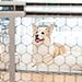 Carlson Pet Easy Fit Portable Pet Gate, Fits Openings 28-42
