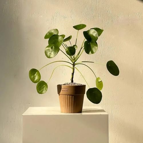 Semillas de Pilea Peperomioides - Semillas de planta OVNI, planta de moneda de la suerte, plantas perennes, plantas perennes resistentes, plantas en maceta Decoración de sala de estar, 60pcs