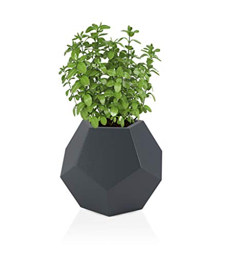 FORVEGA - Macetero Alma, altura 53 cm, diámetro del agujero 31,5 cm, con estante, diseño moderno, duradero y sólido, para el hogar y espacios públicos, decoración de jardín, producto polaco, antracita