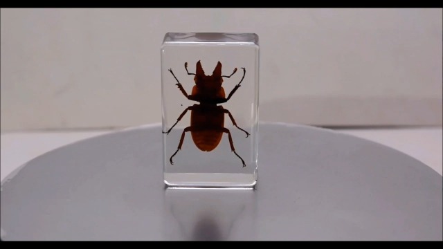 Image of 44mm Real Golden Stag Beetle in Crystal Clear Lucite Resin Specimen Preserved Insect Bugs Taxidermy Crafts Collection for Biology Science Education & Desk Ornament Display Supplies Small Paperweight