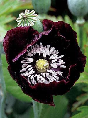 Ritz Farming® Poppy flowers seeds | black color Flowers Planting Seed for home indoor & gardening | Pack Of 100 seeds (B0BWV7XWNT) Amazon Price History, Amazon Price Tracker