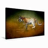  CALVENDO Premium Textil-Leinwand 75 cm x 50 cm quer, Tiger  Wandbild, Bild auf Keilrahmen, Fertigbild auf echter Leinwand, Leinwanddruck: Tierportrait Tiere Tiere