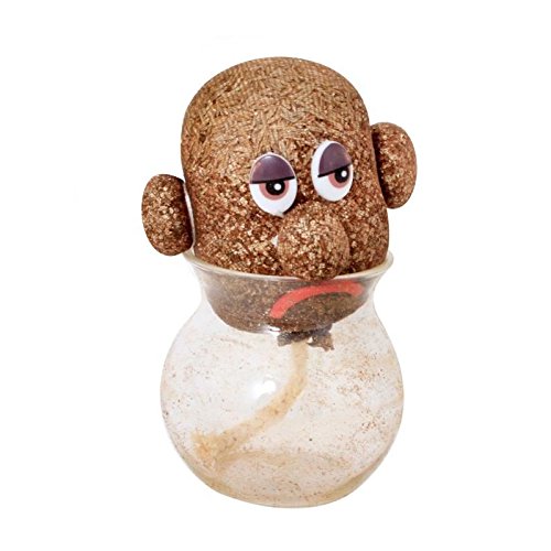 Kit Pianta con Testa Buffa da Coltivare - Kit di Giardinaggio - 170050 - Vetro - Giardino - Natura - Pianta - Creativo - Erba - Gioco per Bambini - A partire dai 4 anni