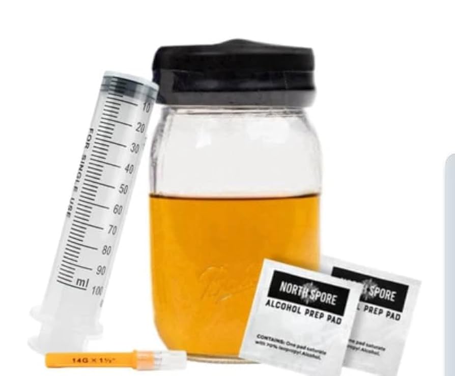 copper will × veitchii 2nd edition spore P. Veitchii Auburn River Spore - Grow Your Own – HCorchids