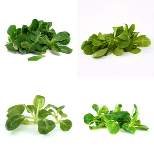 lattuga di agnello biologica balcone serra Coltivare verdi aromatiche biologiche e invernali semi di varietà antiche da orto rialzate rare e 100semi