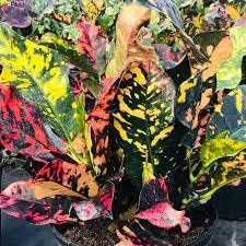 Greenursery Croton Live Indoor Plant for Home and Garden with Pot (Pack of 1) (Magnificent Croton) (B0D3BC3Q5C) Amazon Price History, Amazon Price Tracker
