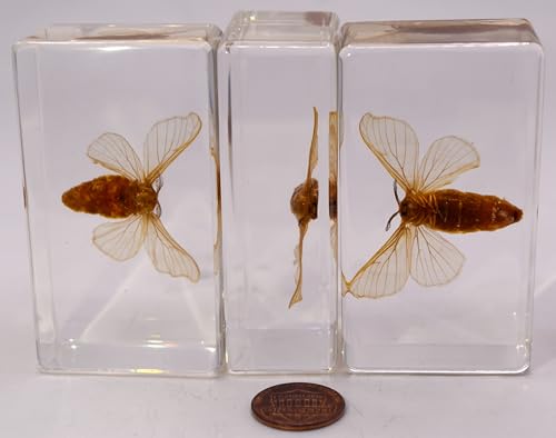 Image of 2.8 inch Real Silkworm Moth in Crystal Clear Lucite Resin Specimen Preserved Taxidermy Paperweight Crafts Collection for Biology Science Education & Desk Ornament Display Supplies