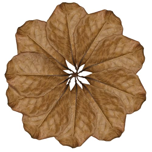 Image of SunGrow Leaf Litter for Snakes, 10 Pcs Medium Indian Almond Catappa Leaves Substrate Maintain Humidity in Corn Snake and Ball Python Terrarium, 7-8 Inches, Reptile Tank Decor Accessories