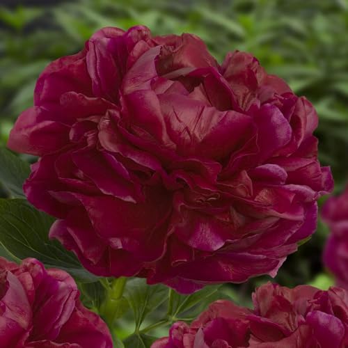 Pivoine à Planter Red Passion - 1 Racine - Plante Vivace Extérieur - Grande Pivoine Hybride Rustique - Naturelle Plante de Hollande - Pour Jardin et Pot (pas de graines, non artificielle)