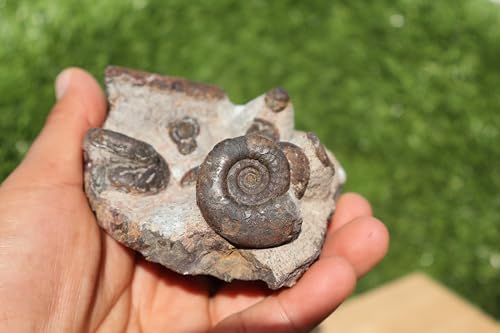 Image of Ammonite Fossil Natural Platyclymenia & Goniatites & Orthoceras Plate Fossil Devonian Fossil from Morocco A120