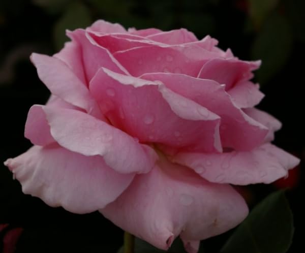 Edelrose Frederic Mistral ® -Teehybride - Duftrose der Provence - Duft+++++ - Meilland Rose