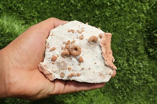 Image of Douvilleiceras & Gastropods Plate Cretaceous Fossils Fossils from Morocco Fossil Rock Ammonites Fossil A203