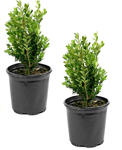 Cottage Hill Boxwood 'Wintergreen' -2 Piece Live Plant, Green #TOP23