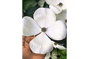 WHITE FLOWERING DOGWOOD Tree - Huge 4 Inch FLOWERS - 2 to...