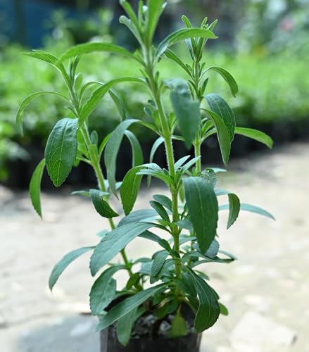 Image of Stevia Live Plant Sweet Tulsi Natural Sweetener Herb Potted Plant for Home Garden Kitchen Balcony Terrace Indoor Outdoor Herbal Plant Pack of 1