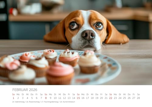 Edition Seidel Premium Kalender Beagle 2026 Format DIN A3 Wandkalender Hundekalender Hund Welpe Tierkinder Hunderasse Haustier