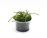 Winterhartes Teichmoos - Einfach grüne Wasserpflanze für den Teich - Teichpflanze - Quellmoos - Portion