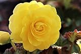 Flora Import