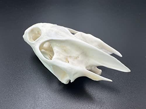ZCZC Taxidermy Exquisite Collection of Real Animal Skull Bone Specimen, Skull Decoration for Home, Collectibles Study,, Cleaned and Bleached Fox, Mink, Coypu, Cat Skull (Turtle Skull)