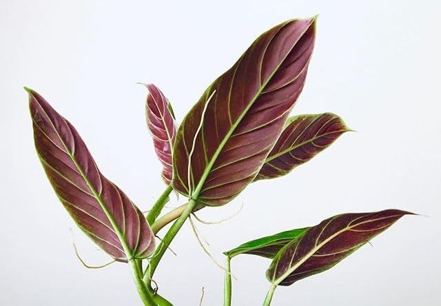 Philodendrons (Subhashtatum) (B0CN4Q4Q4V) Amazon Price History, Amazon Price Tracker