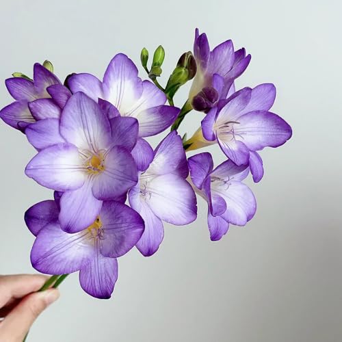 comprar bulbos de fresia, flores decorativas, plantas en macetas reales Plantas resistentes para flores de jardín y balcón, de flores, decoración de la sala de estar regalos 4pcs