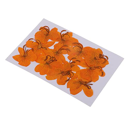 12 flores secas prensadas Cassiae para decoración miniatura 3