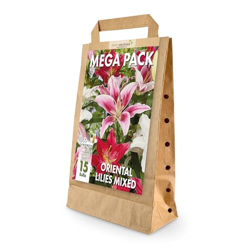Mega Pack Oriental Lilies Bulbs | 15 Mixed Summer Flowering Bulbs | Bee & Butterfly Friendly | Eco Packaging | Premium Holland Selection Quality
