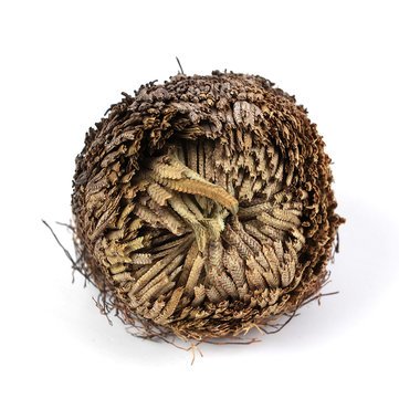 Kapebonavista® Resurrection Plants Hydrophile Rose Of Jericho Dinosaur Plant Air Fern Spike Moss 100g