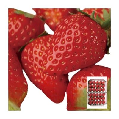 農水大臣賞受賞農園からお届け イチゴ大粒・紅ほっぺ 2パック 配送:2026年2月上旬頃より順次発送 果物類 いちご 苺