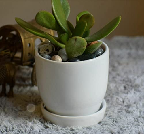 NewLeaf Ceramic Planter -Handcrafted Flower Pots with Tray- for Home Garden, Indoor, Balcony Decoration. (Design-7, 1) (B09Y5XXC2J) Amazon Price History, Amazon Price Tracker