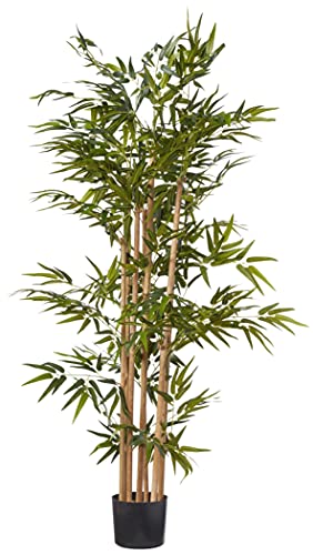 Consejos y comparativas para Comprar Plantas bambú gigante Top cinco. 22 Imagen adicional