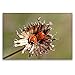 Produktbild CALVENDO Premium Textil-Leinwand 120 x 80 cm Quer-Format Zwei Marienkäfer (Coccinella septempunctata) auf verblühter Skabiosen-Flockenblume, Leinwanddruck von Christine Schmutzler-Schaub