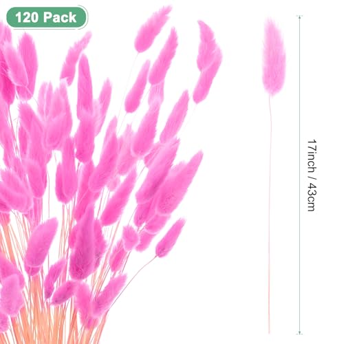 120 unidades de hierba Bunny Tails decorativa seca miniatura 3