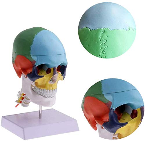 Modèle De L'Anatomie De L'Anatomie Humaine du Squelette De Matériel Médical Os Peinture Sculpture Cervicale Inquiring