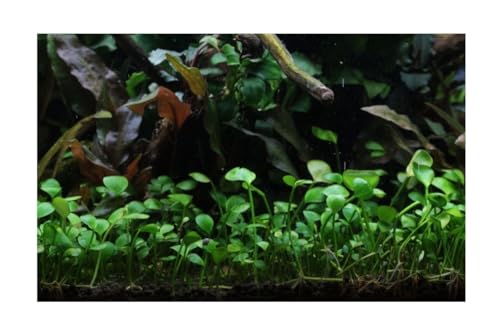 Stk - 30x Marsilea hirsuta Kleefarn herzförmige Wirkung Aquarium Pflanzen - Samen A452 - Seeds & Plants Shop by Ipsa